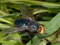 Cynomya mortuorum 3, Lijkenvlieg, Saxifraga-Ab H Baas
